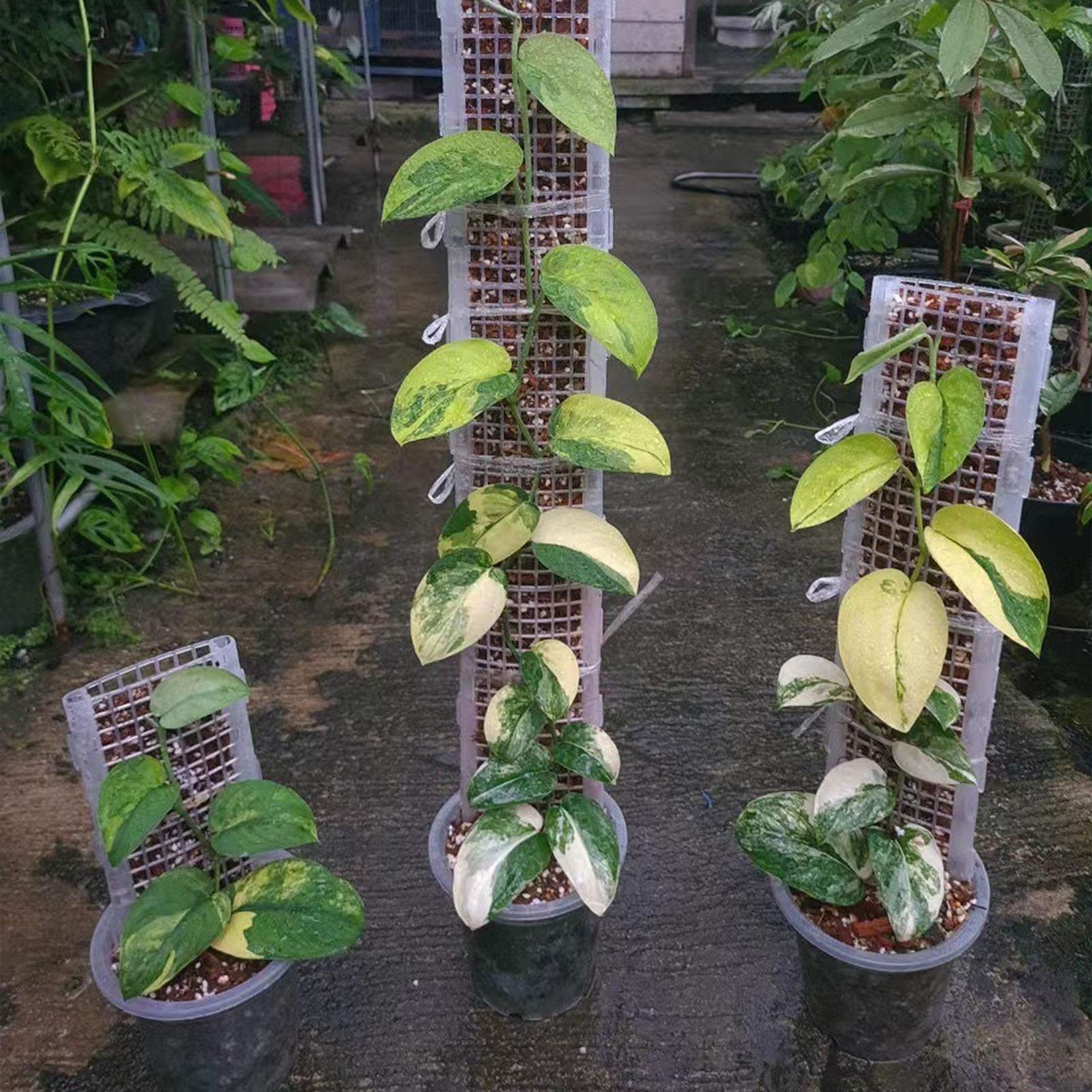 Gardening Tools Kids - Poste de musgo de plástico para