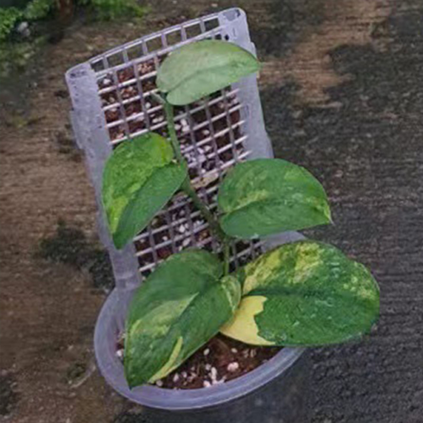 Poste de musgo de plástico par - Gardening Tools Kids reseña y precio