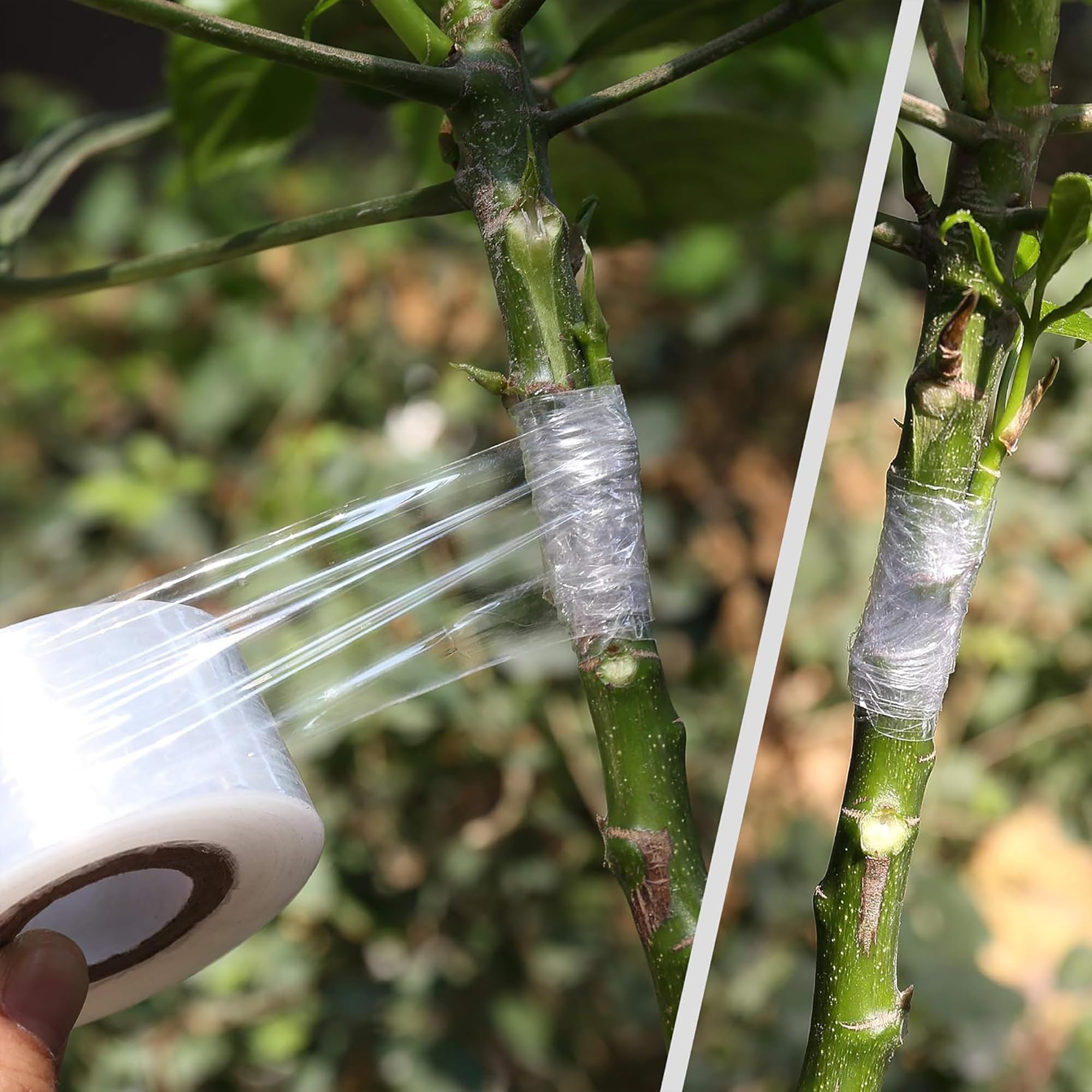 Cinta de injerto autoadhesiva  - Gardening Tools And Uses reseña y precio